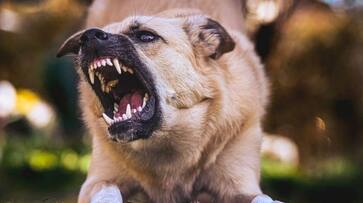 Kerala police officers are threatened by dogs dressed in khaki and trained to bite-rag Kerala police officers are threatened by dogs dressed in khaki and trained to bite-rag
