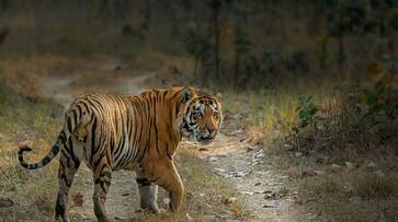 World Tourism Day 2023: Exploring India's 6 wildlife sanctuaries beyond the big names snt eai World Tourism Day 2023: Exploring India's 6 wildlife sanctuaries beyond the big names snt eai