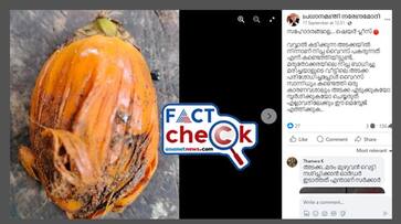 false claim says Nipah spreading in Kerala through areca nut Fact check jje false claim says Nipah spreading in Kerala through areca nut Fact check jje