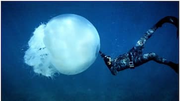 Jellyfish showcase the art of learning from mistakes with out brain, study says prm Jellyfish showcase the art of learning from mistakes with out brain, study says prm
