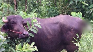 anti social people cut and removes buffalos tail allegedly after dismissing sale option etj anti social people cut and removes buffalos tail allegedly after dismissing sale option etj