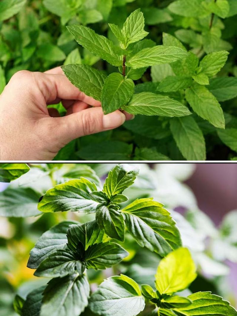 Mint Magic 7 easy tips to grow it in your garden