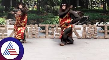 Now a monkey has danced to the Kavalaiya song of the film Jailer suc Now a monkey has danced to the Kavalaiya song of the film Jailer suc
