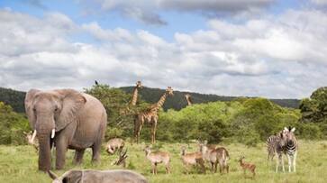 Earth dire future: Scientists estimate mass extinction of mammals in 250 million years due to climate change snt Earth dire future: Scientists estimate mass extinction of mammals in 250 million years due to climate change snt