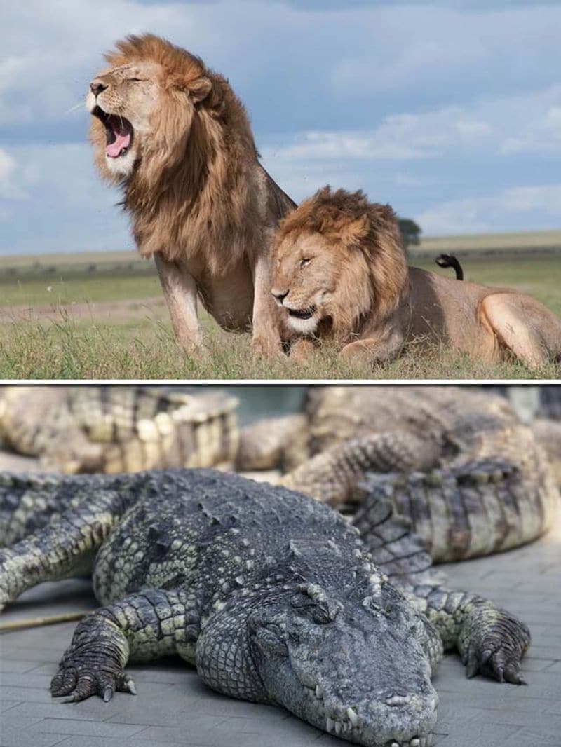 Lions to Crocodile 7 animals that can kill an Elephant