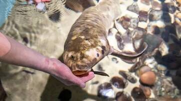 Methuselah worlds most aged Aquarium fish rlp Methuselah worlds most aged Aquarium fish rlp