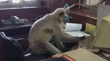 monkey typing in computer viral video rlp monkey typing in computer viral video rlp