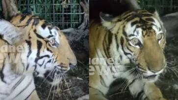 The tiger that frighten Wayanad is finally in the cage SSM The tiger that frighten Wayanad is finally in the cage SSM