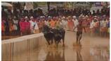 Coastal region Kambala in bengaluru on november nbn