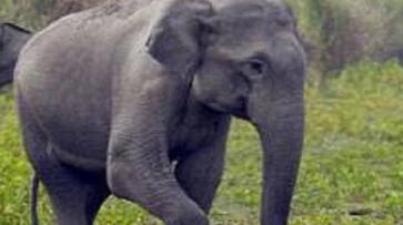 Kerala: Man dies of elephant attack in Kannur rkn Kerala: Man dies of elephant attack in Kannur rkn
