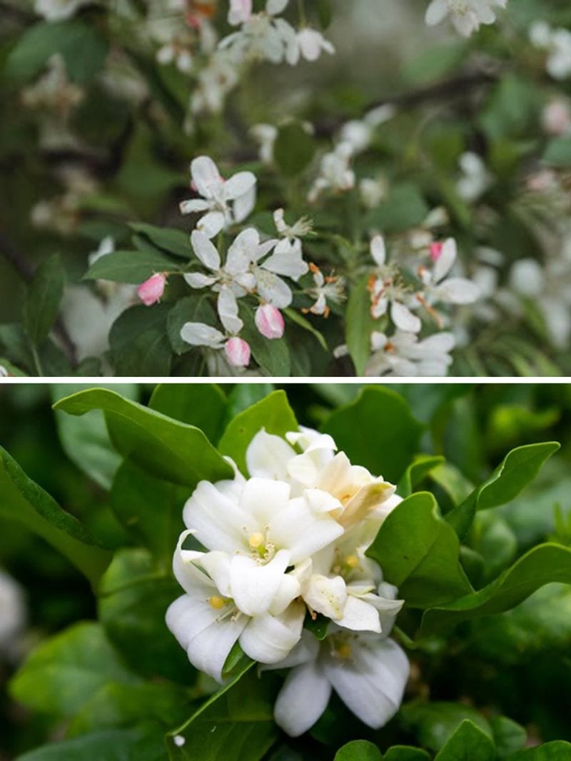 Jasmine joy Here's how you can grow it at home