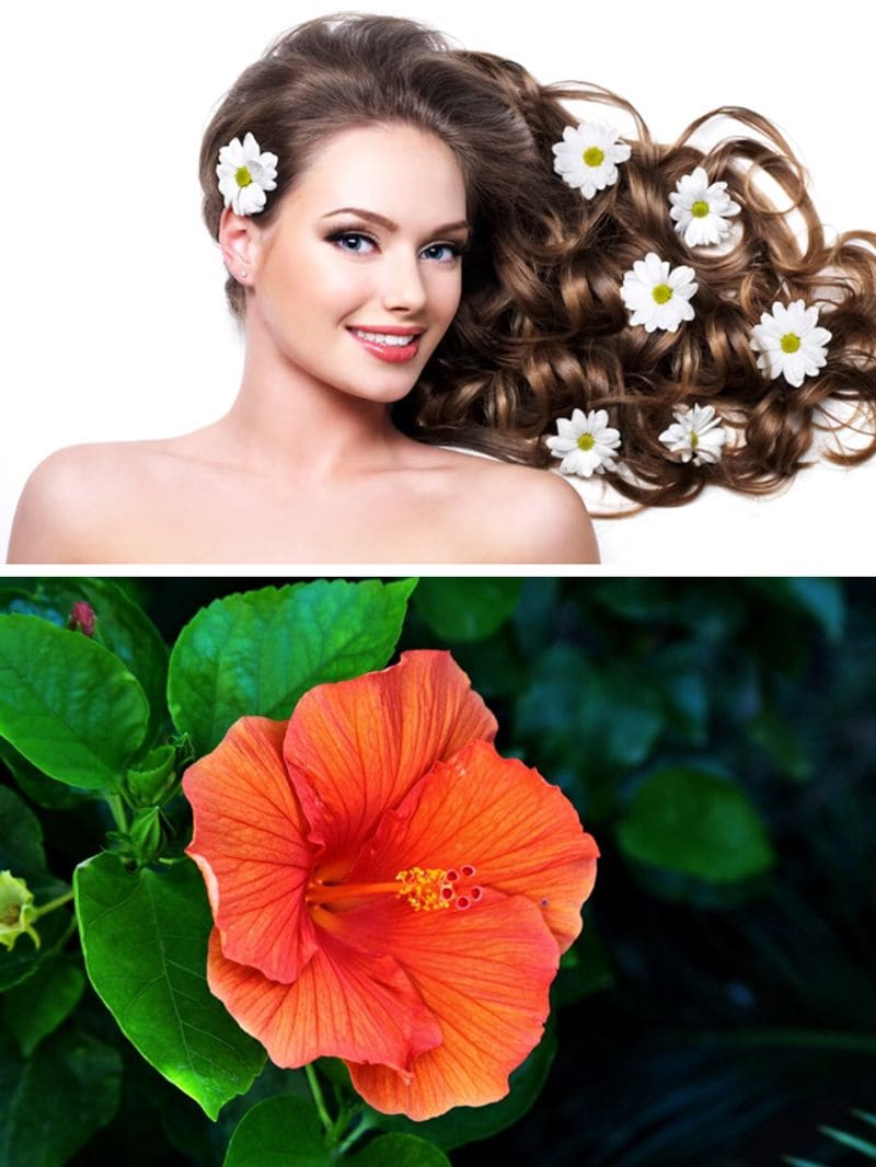 Hibiscus to Rose7 flowers good for hair growth and thickness