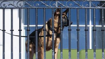 Commander Joe Bidens canine, strikes again: Bites secret service agent, 11th incident this year AJR Commander Joe Bidens canine, strikes again: Bites secret service agent, 11th incident this year AJR