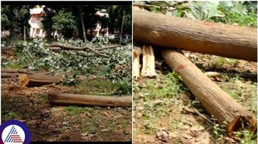 Jaleel cut down 28 trees of Tumkur Hemavathi office premises sat Jaleel cut down 28 trees of Tumkur Hemavathi office premises sat