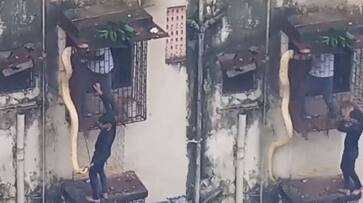 Thane Huge snake rescued which stuck into apartment window Video goes viral akb Thane Huge snake rescued which stuck into apartment window Video goes viral akb