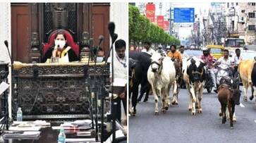 Resolution in the Chennai Corporation meeting to increase the fine amount to 10 thousand for cows roaming on the road KAK Resolution in the Chennai Corporation meeting to increase the fine amount to 10 thousand for cows roaming on the road KAK