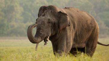 dream interpretation of seeing elephant gave good or bed results dream meaning suh dream interpretation of seeing elephant gave good or bed results dream meaning suh