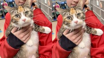 family has been reunited with their lost cat three years with the help of micro chip etj family has been reunited with their lost cat three years with the help of micro chip etj