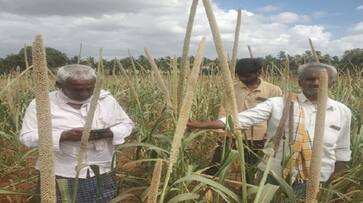 Farmers Turkey Sorghum Crop Grow Up at Kudligi in Vijayanagara grg Farmers Turkey Sorghum Crop Grow Up at Kudligi in Vijayanagara grg