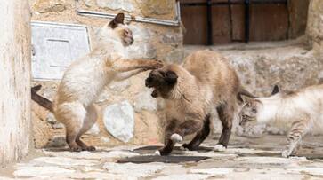 warrant issued against woman who allegedly abandoning 14 cats etj warrant issued against woman who allegedly abandoning 14 cats etj