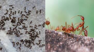 What is meaning of Black ants and red ants coming inside house vastu benefits ans What is meaning of Black ants and red ants coming inside house vastu benefits ans