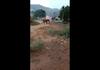 wild elephant chases people at thadagam in coimbatore vel