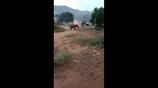 wild elephant chases people at thadagam in coimbatore vel