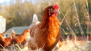 poultry business, earns Rs 75 lakh per year APK poultry business, earns Rs 75 lakh per year APK