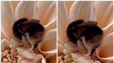 video of bee fell asleep on a flower went viral bkg video of bee fell asleep on a flower went viral bkg