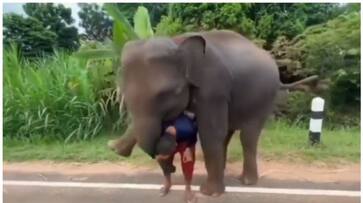 video of an elephant hugging its caretaker without letting him go has gone viral bkg video of an elephant hugging its caretaker without letting him go has gone viral bkg