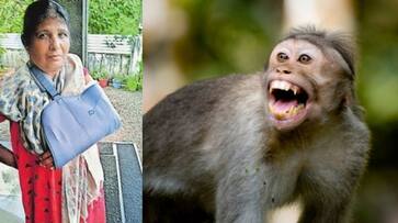 56 year old women attacked and left hand broken after monkey attack with coconut in nilambur etj 56 year old women attacked and left hand broken after monkey attack with coconut in nilambur etj