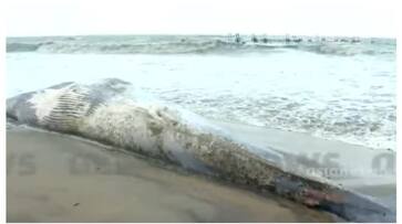 body of a blue whale washed ashore near Kozhikode beach fvv body of a blue whale washed ashore near Kozhikode beach fvv