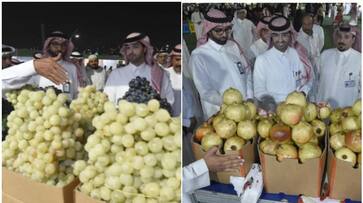 gulf news grapes and pomegranate festival started in saudi rvn gulf news grapes and pomegranate festival started in saudi rvn