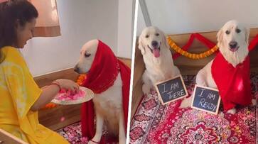 Viral video Golden Retriever pet parent throws baby shower for expecting dog netizens cant keep calm watch avv Viral video Golden Retriever pet parent throws baby shower for expecting dog netizens cant keep calm watch avv