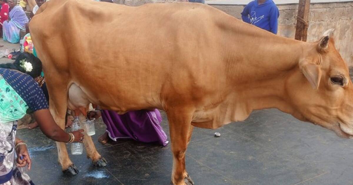 திருச்செந்தூர் முருகன் கோவிலில் அதிசய நிகழ்வு.. தானாக பால் சுரந்த பசு.. கேன்களில் பிடித்து சென்ற பக்தர்கள்.!