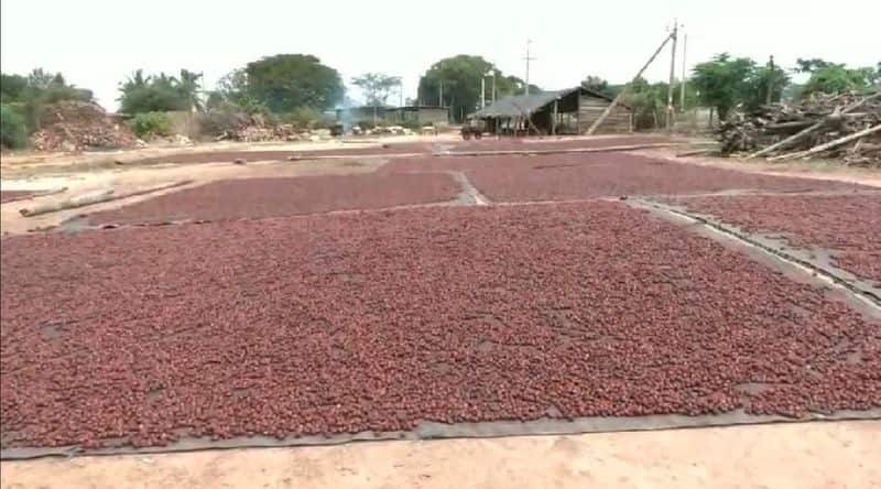 Chitradurga groundnut growers are in trouble due to lack of rain rav