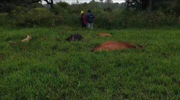 Power line fell and 5 cattle died on the spot At Kodagu district gvd Power line fell and 5 cattle died on the spot At Kodagu district gvd