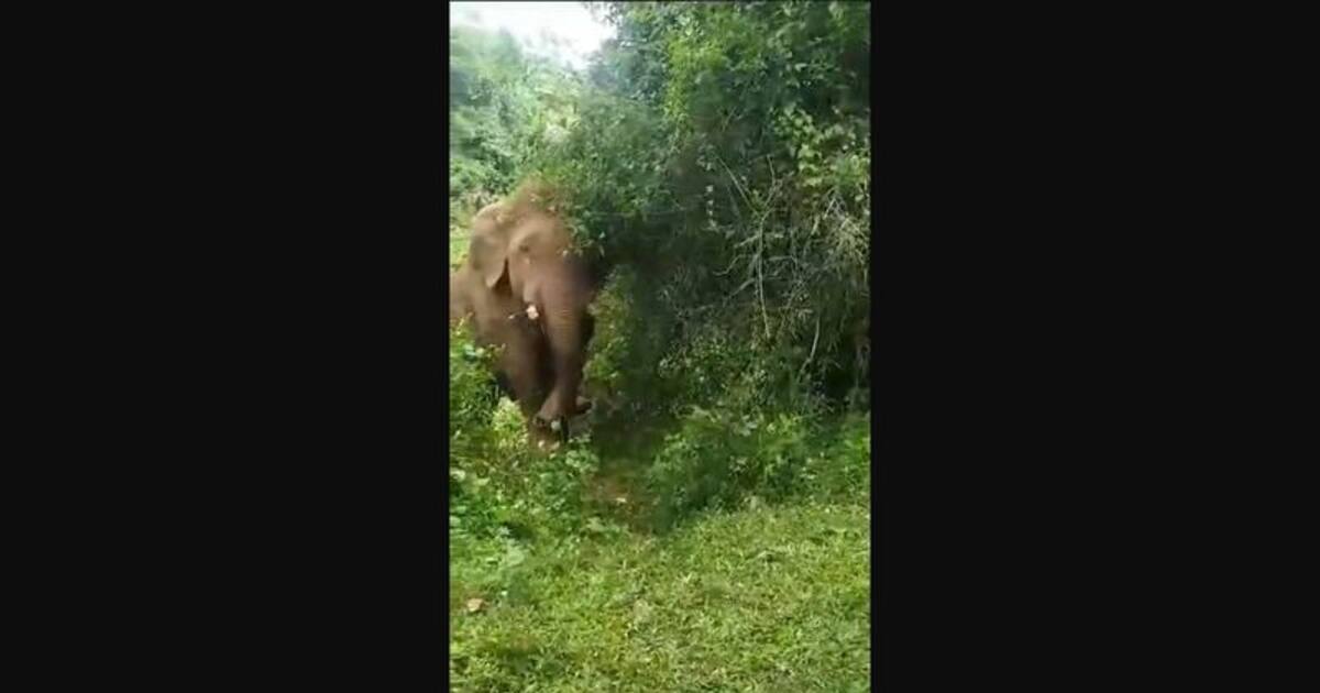 கூடலூரில் ஒற்றை காட்டு யானையை ஒத்தையாக நின்று விரட்டிய வன ஊழியர்