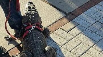 A fan who came to the stadium with a crocodile to watch the Baseball match in Philadelphia security guards shocked, video goes viral akb A fan who came to the stadium with a crocodile to watch the Baseball match in Philadelphia security guards shocked, video goes viral akb