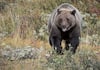 pair of bears roaming residential area in coonoor video goes viral vel