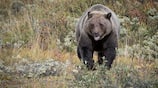 pair of bears roaming residential area in coonoor video goes viral vel