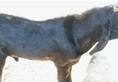 Rajasthan Sawai Madhopur Forest department will auction seized goat zrua