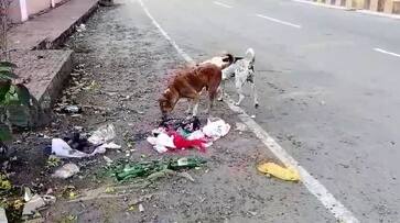Stray dogs attack 12 thousand people in 8 months At Chikkamagaluru gvd Stray dogs attack 12 thousand people in 8 months At Chikkamagaluru gvd