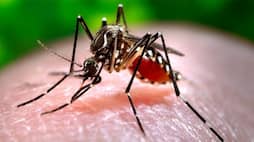 Kerala health department on alert after spike in dengue fever 