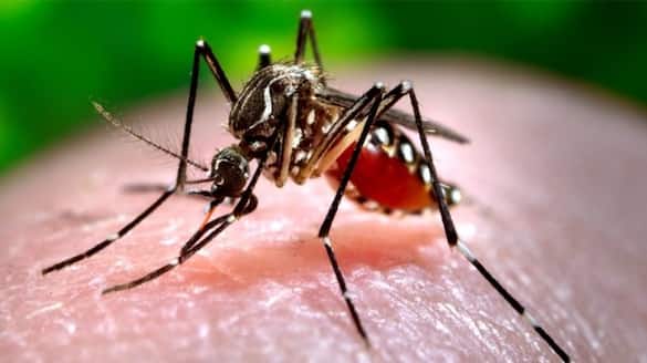 Kerala: Health Minister Veena George issues warning over rise in dengue cases due to summer rains rkn