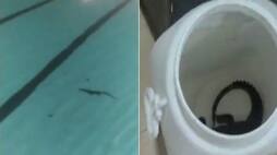 Baby crocodile found in swimming pool in Mumbai Dadar ksm