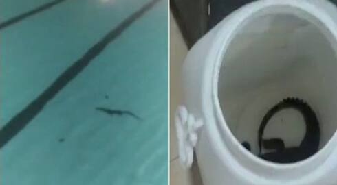 Baby crocodile found in swimming pool in Mumbai Dadar ksm