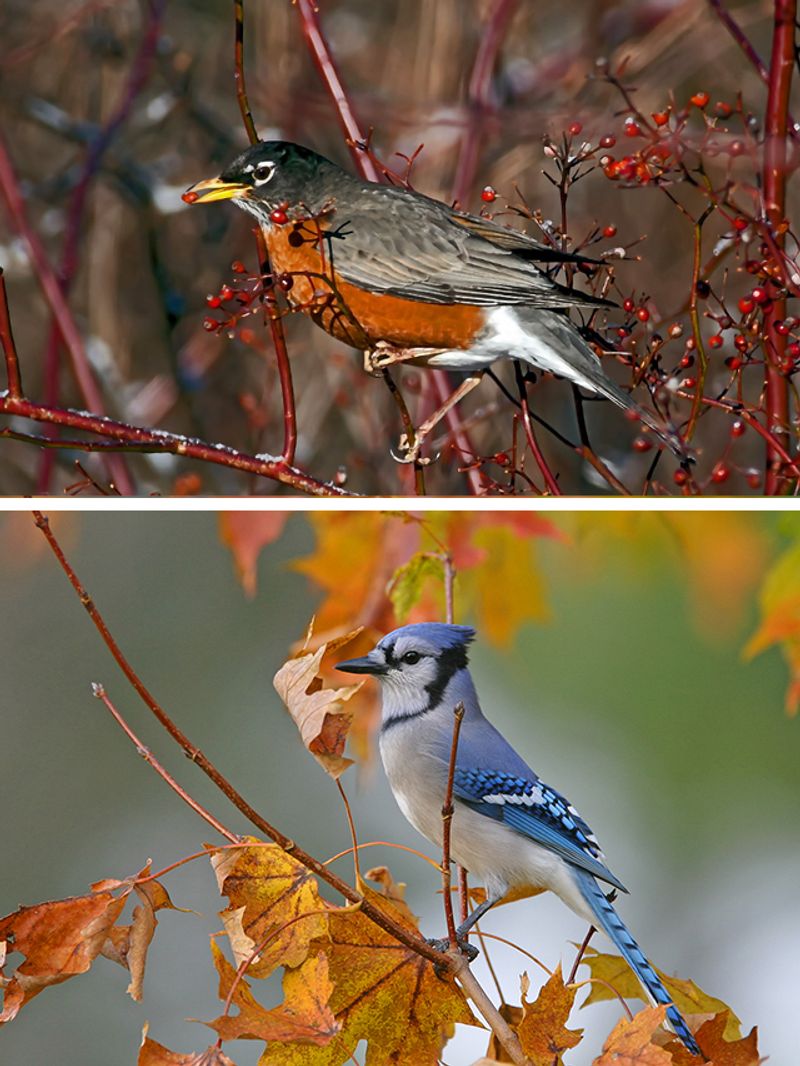 Nightingale to Robin: 7 birds with unique calls