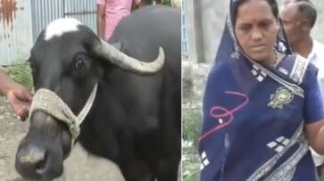 Maharashtra Buffalo Swallowed a gold mangalsutra do you know how doctors got it out ans Maharashtra Buffalo Swallowed a gold mangalsutra do you know how doctors got it out ans