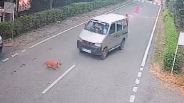 Car driver in noida slammed a stray dog Deliberately police field complaint using cctv footage ans Car driver in noida slammed a stray dog Deliberately police field complaint using cctv footage ans